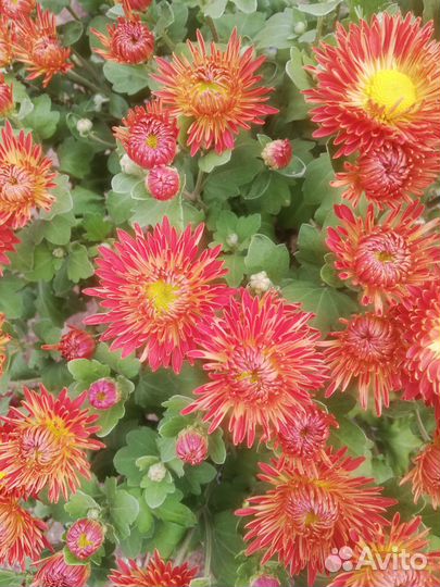 Хризантема мультифлора