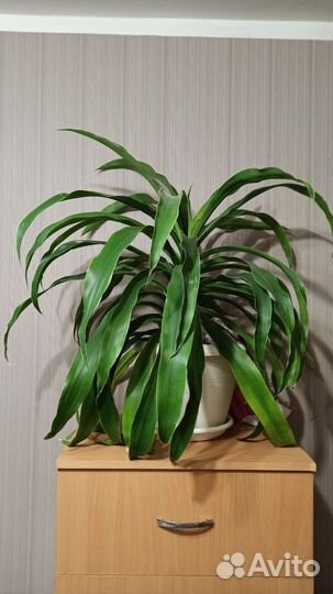 Драцена Душистая