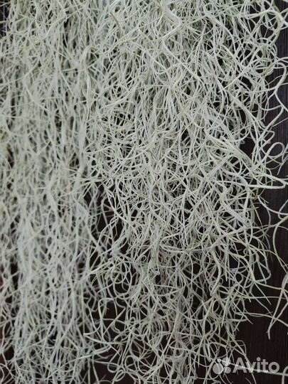 Тилландсия уснеевидная