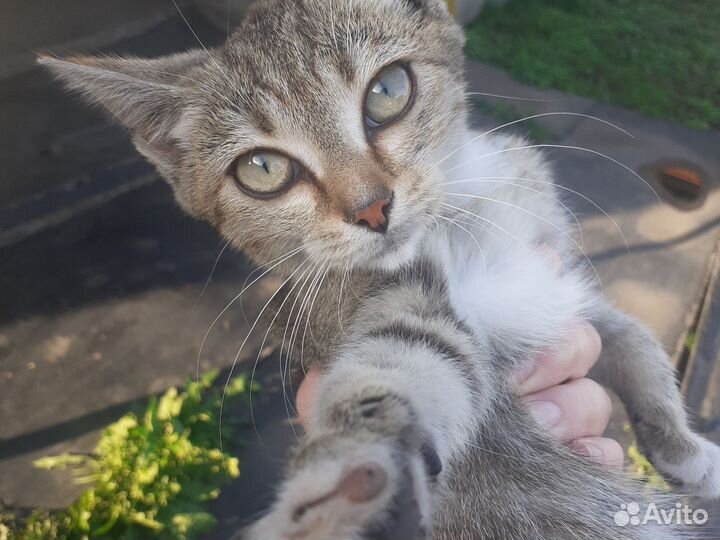 Кошка в дар