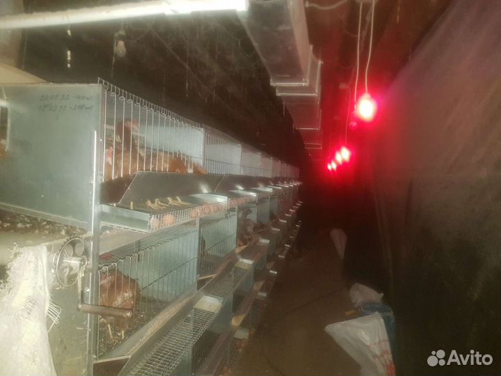 Клеточная батарея