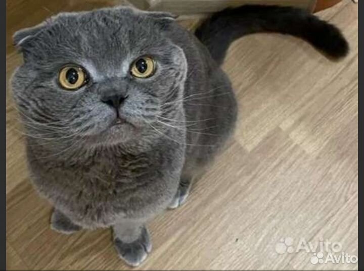 Вязка Шотландский Вислоухий кот