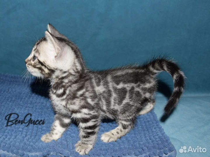 Бенгальский мальчик серебро