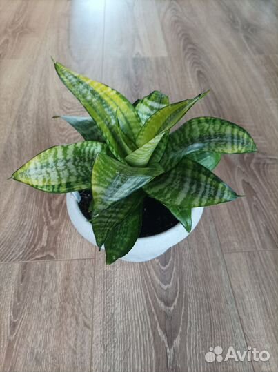 Сансевиерия Ханни Филлипин