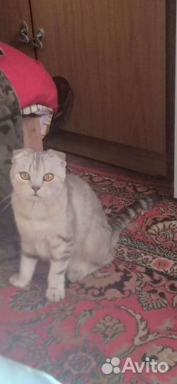 Шотландская вислоухая