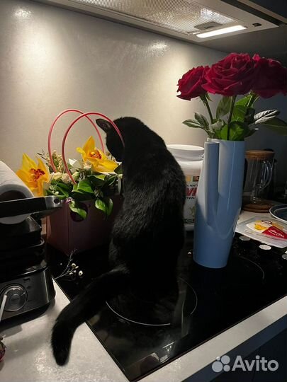 Коты отдам в добрые руки