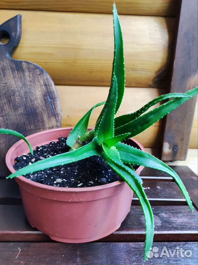 Алоэ столетник