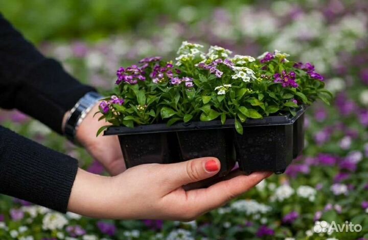 Продавец консультант