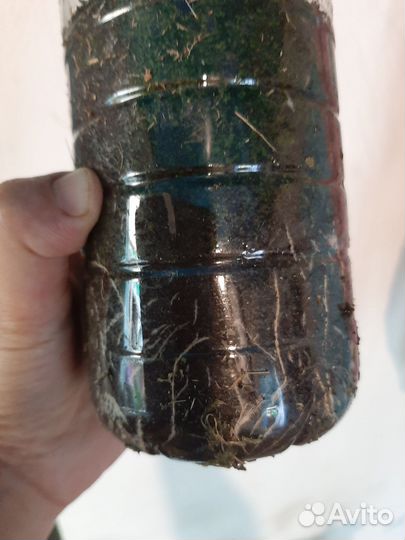 Черная смородина саженцы