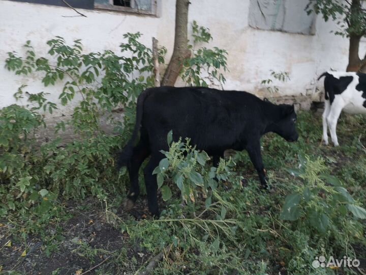 Телята бычки