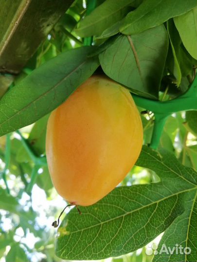 Маракуя Пассифлора