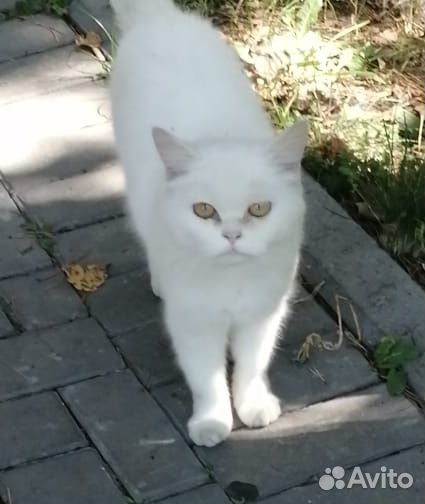 Отдам в добрые руки