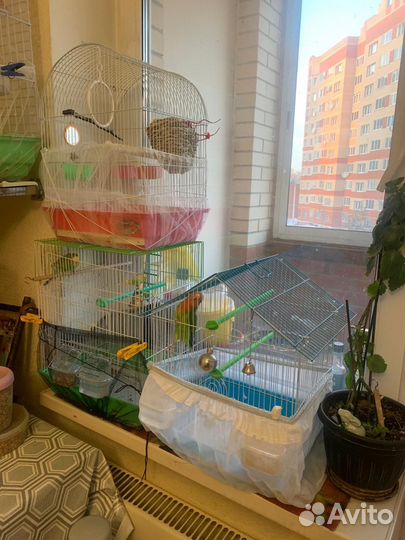 Попугай вместе с клеткой