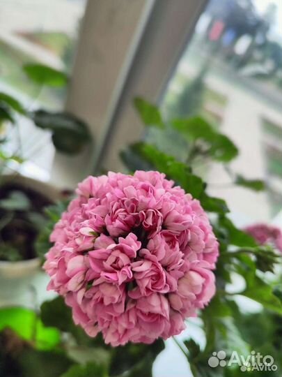 Герань пеларгония розебудная