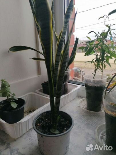 Сансевиерия