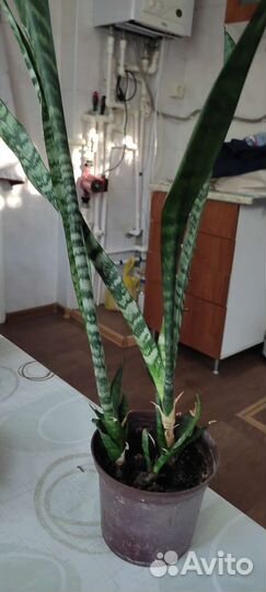 Сансевиерия