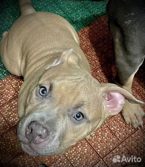 Щенок американского булли покет