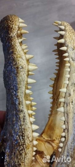 Голова крокодила из Флориды