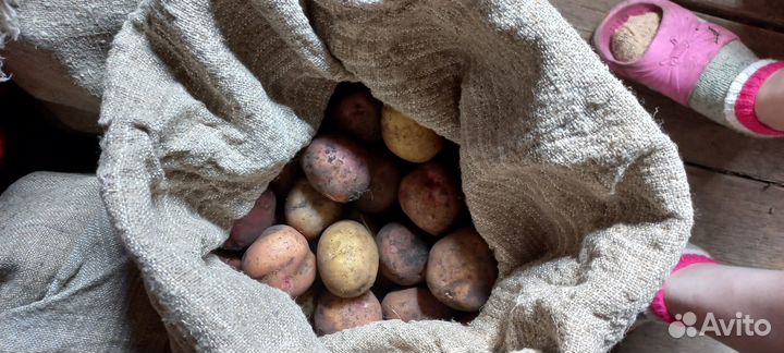 Продам картофель
