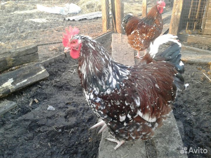 Инкубационное яйцо крупных пород кур гусей