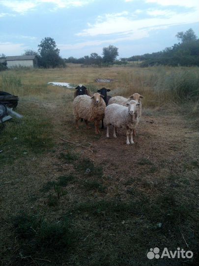 Овцы бараны