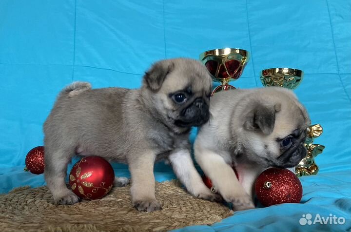 Щенки мопса