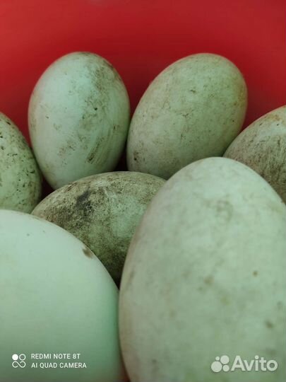 Домашние гусиные яйца