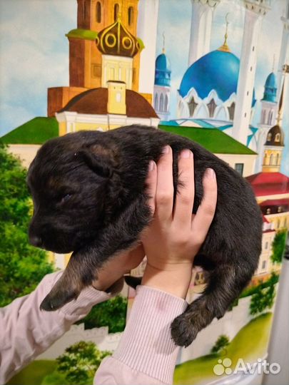 Щенки немецкой овчарки