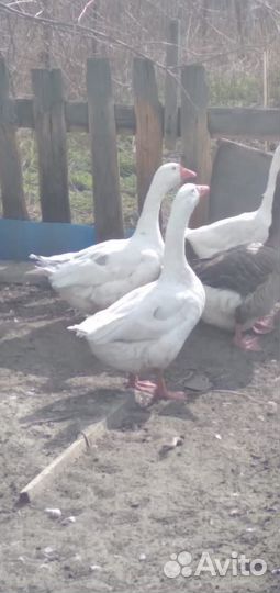 Продам гуся