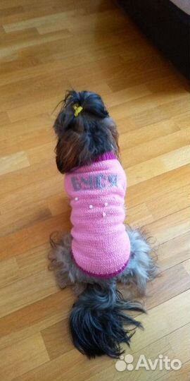 Одежда для собак