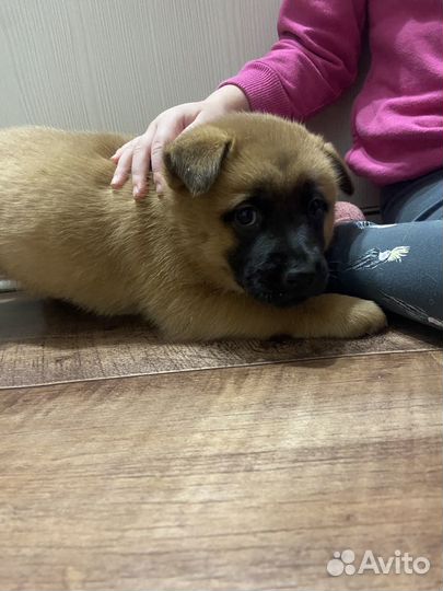 Отдам в добрые руки