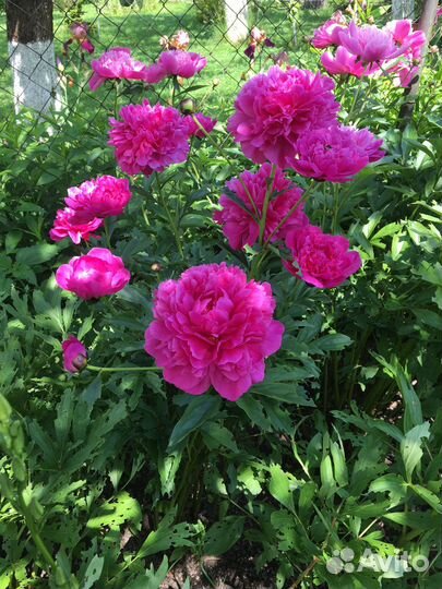 Цветы многолетние (пионы, лилейники, и другие)