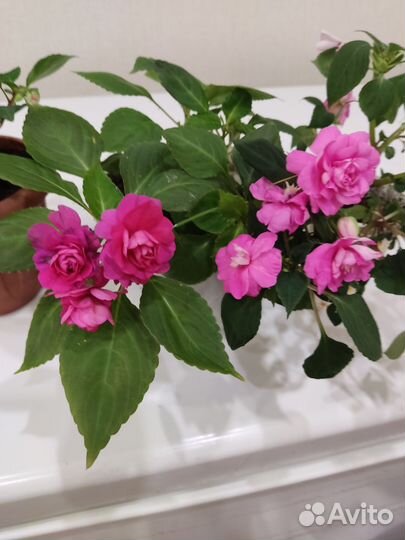 Бальзамин махровый