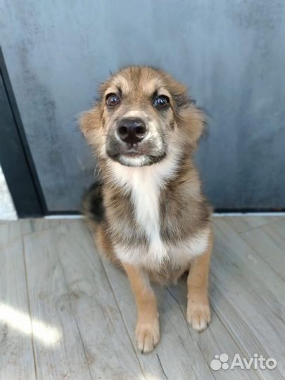 Щенулька-кроха 3 мес в добрые ручки