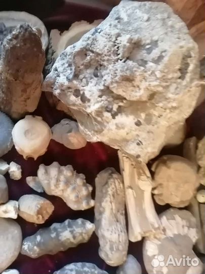 Окаменелости. Минералы. Шары. Срезы. Септарии