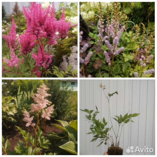 Многолетники для сада