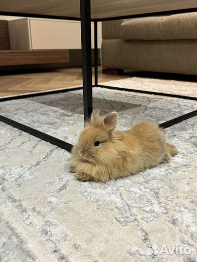 Кролик мини