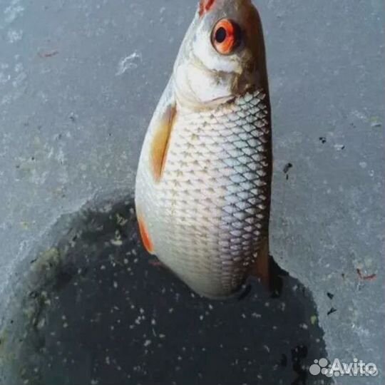 Живец(малек)