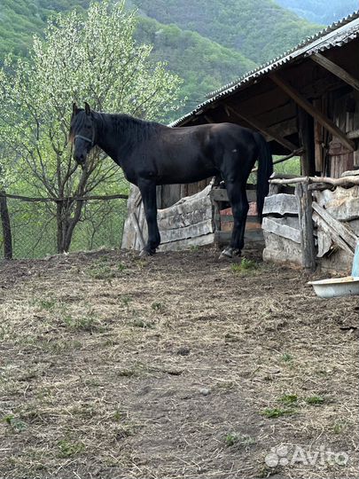 Жеребец карачаевской породы