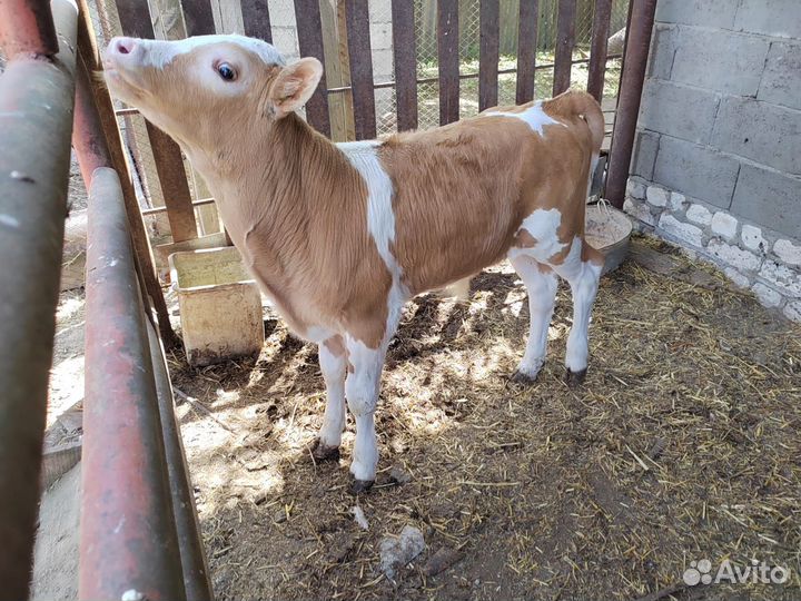 Телята бычки