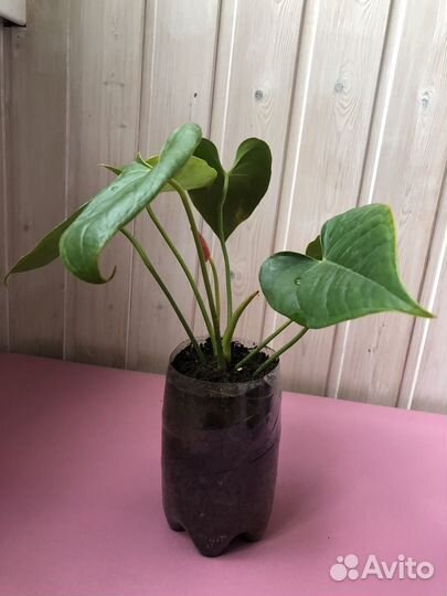 Антуриум (мужское счастье)