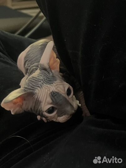 Канадский сфинкс котята