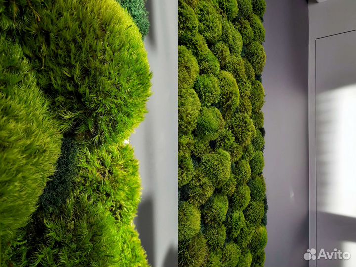 Фитокартина, стена из мха, ягель