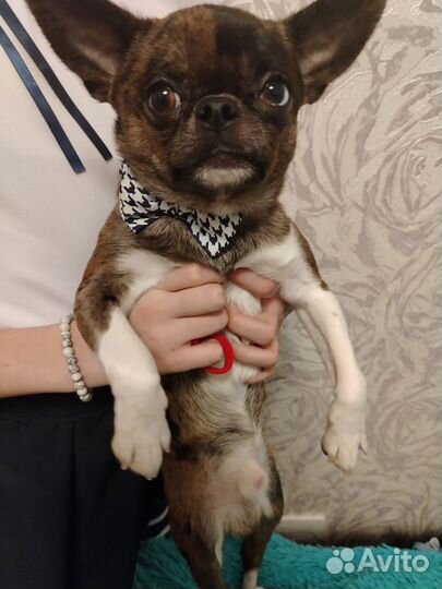 Чихуахуа вязка мальчик