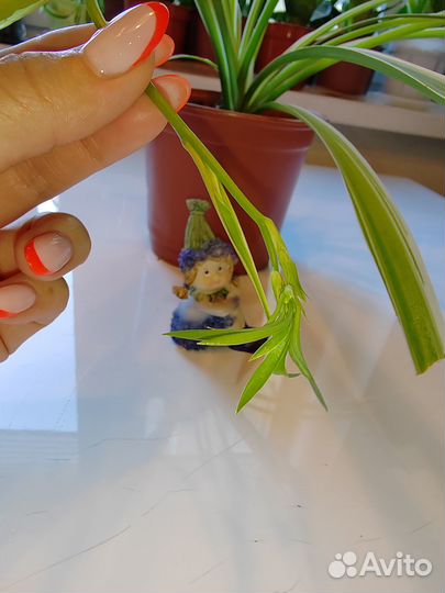 Хлорофитум