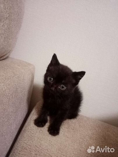 Котятки мальчики в добрые руки