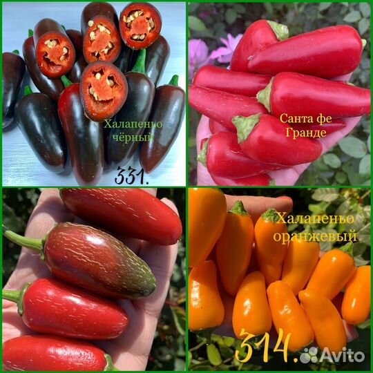 Колекционер