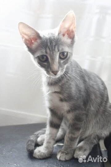 Котята подростки