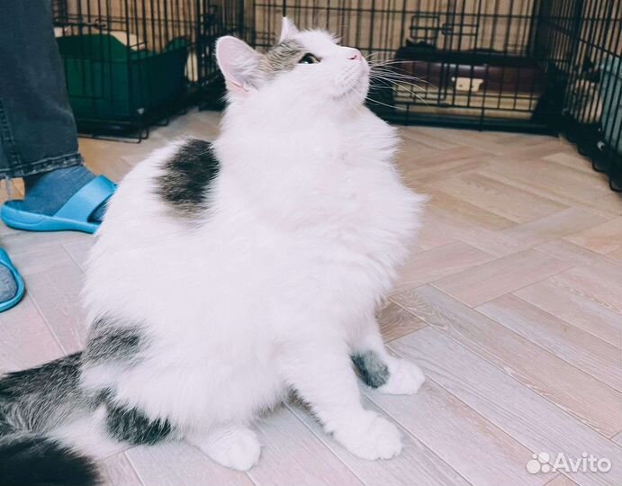 Шикарный кот в поисках дома