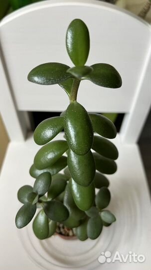 Толстянка. Суккуленты